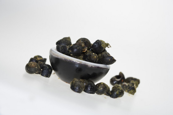 Bigorneaux vivants