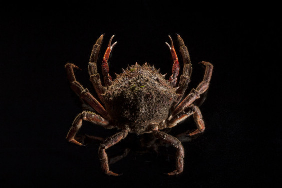 Araignée mâle