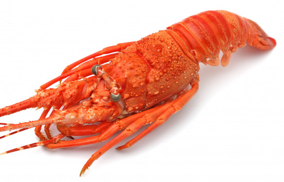 Langouste royale cuite