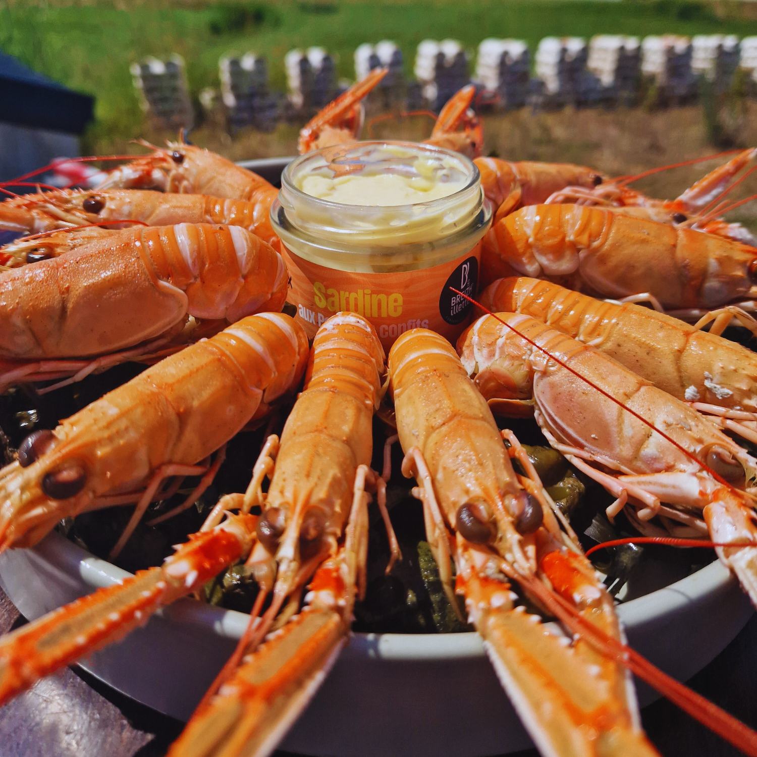 La Langoustine : une pépite des mers froides GUEZEL MC La Langoustine : une pépite des mers froides GUEZEL MC
