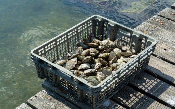 caisse d'huîtres au bord de l'eau